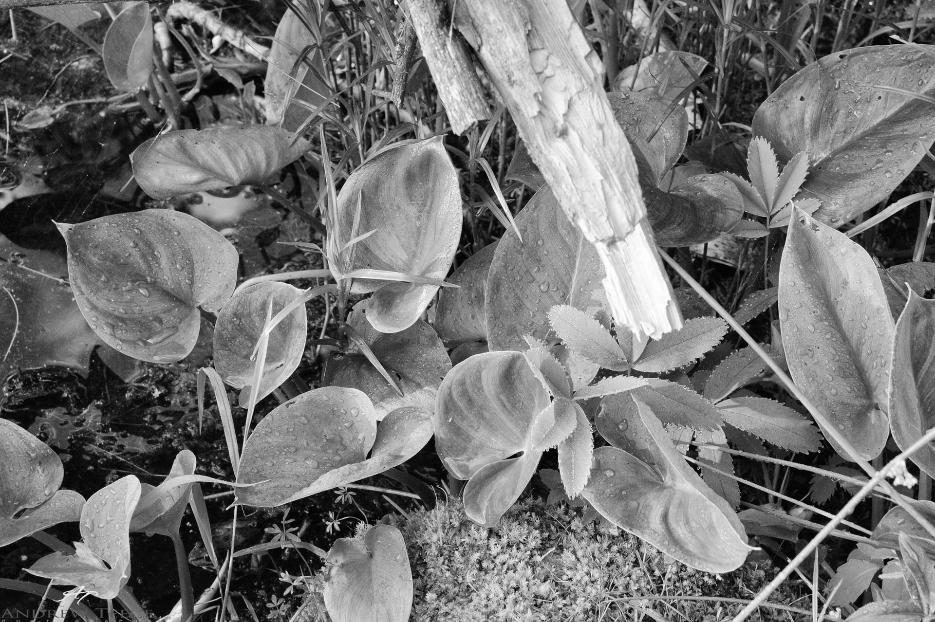 Morning dew on leaves