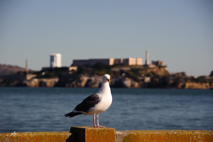 Seagull standing on a concrete ledge with Alcatraz Island out of focus behind