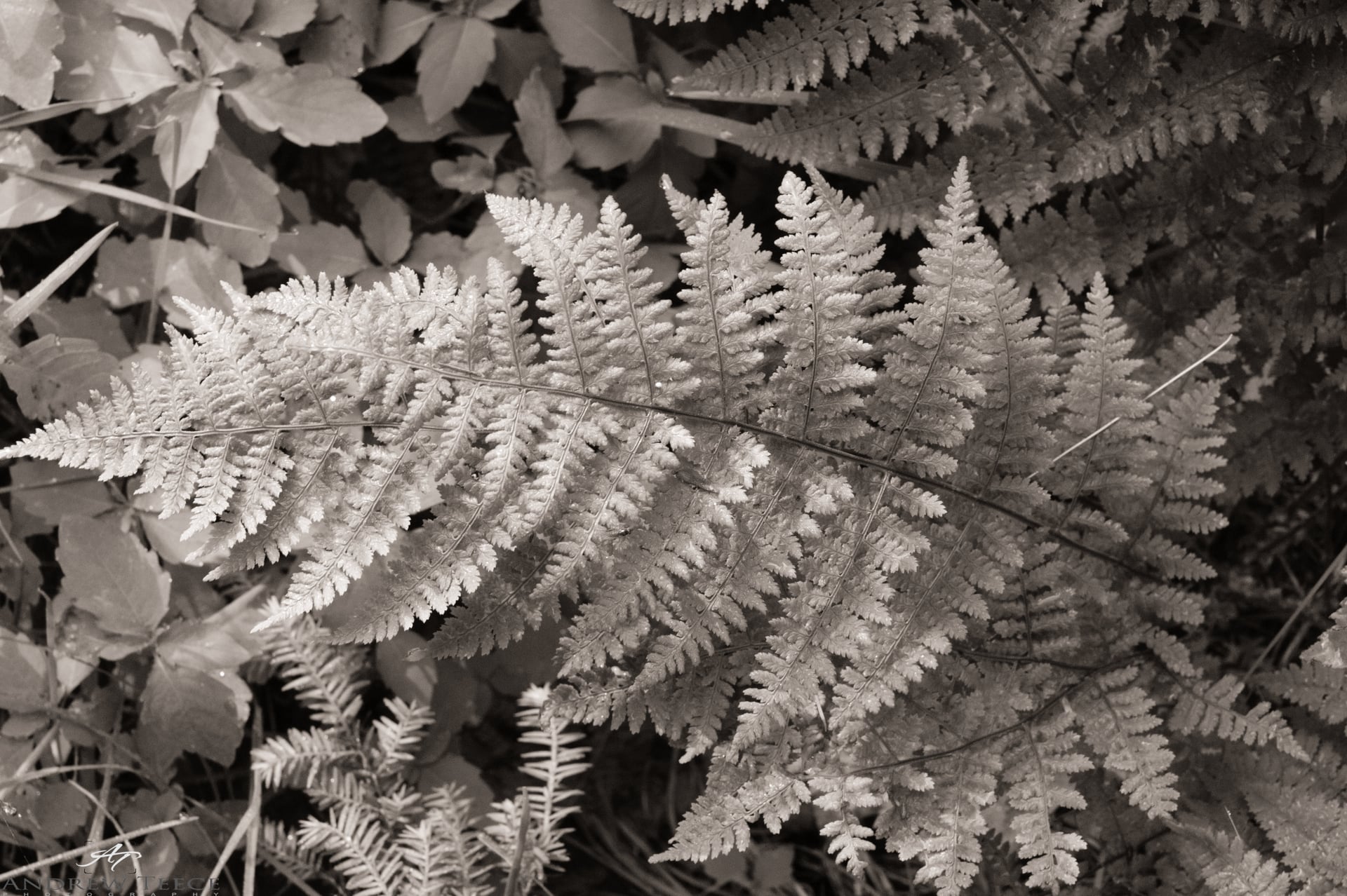 Single fern frond stretching across a bed of leaves in soft light